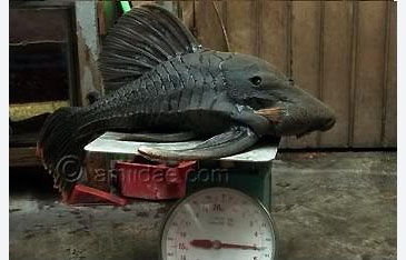 Record photograph for Panaque nigrolineatus